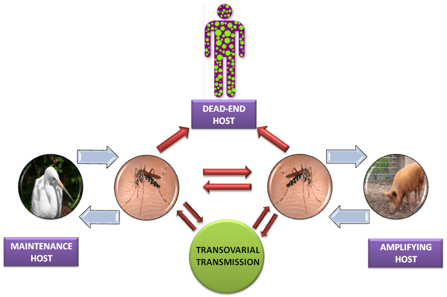 Japanese-Encephalitis-Virus-Life-Cycle.png